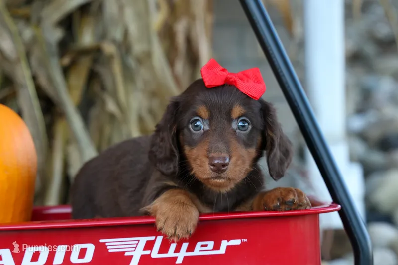 Zane🐾 – Miniature Dachshund puppy for sale in Fresno, OH