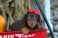 Zane🐾, a male Miniature Dachshund for sale in Fresno, OH – 1 of 10
