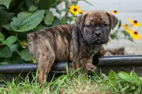 Ashton, a male English Bulldog and Beagle for sale in Fresno, OH – 5 of 8