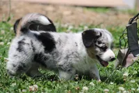 Baxter💙🐾, a male Australian Shepherd and Pembroke Welsh Corgi for sale in Fresno, OH – 3 of 9