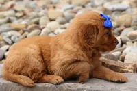  Quincy 🐶, a male Golden Retriever for sale in Fresno, OH – 2 of 10