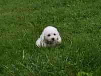 Travis, a male Bichon Frise for sale in Fresno, OH – 2 of 7