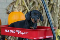  Zeke🐾, a male Miniature Dachshund for sale in Fresno, OH – 6 of 10