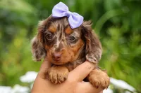 Isabelle🩷, a female Miniature Dachshund for sale in Fresno, OH – 4 of 10
