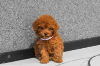 Loise, a female Poodle - Miniature  for sale in Fresno, OH – 5 of 10