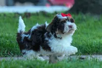  Ollie Bear , a male Maltese and Shih Tzu for sale in Fresno, OH – 4 of 9