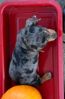   Zino🐾, a male Miniature Dachshund for sale in Fresno, OH – 5 of 9