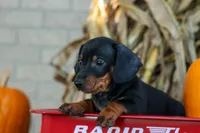  Zeke🐾, a male Miniature Dachshund for sale in Fresno, OH – 1 of 10