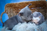 Quinn🐾, a male Frenchton for sale in Fresno, OH – 4 of 10