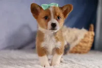  Bently🐶, a female Pembroke Welsh Corgi for sale in Fresno, OH – 7 of 10