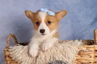  Barry 🐾🐶, a female Pembroke Welsh Corgi for sale in Fresno, OH – 4 of 10