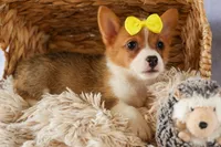 Yvonne 🎀, a female Pembroke Welsh Corgi for sale in Fresno, OH – 9 of 10