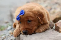  Quincy 🐶, a male Golden Retriever for sale in Fresno, OH – 4 of 10