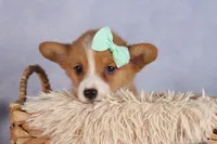  Bently🐶, a female Pembroke Welsh Corgi for sale in Fresno, OH – 9 of 10