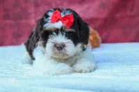  Ollie Bear , a male Maltese and Shih Tzu for sale in Fresno, OH – 3 of 9