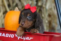 Zane🐾, a male Miniature Dachshund for sale in Fresno, OH – 5 of 10
