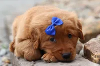  Quincy 🐶, a male Golden Retriever for sale in Fresno, OH – 7 of 10