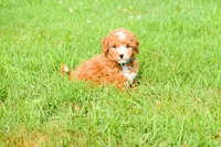Scout 🐾, a male Maltipoo for sale in Fresno, OH – 2 of 7