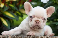  Reba 💕, a female French Bulldog for sale in Fresno, OH – 4 of 8