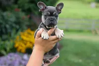 Edison, a male French Bulldog for sale in Fresno, OH – 2 of 10