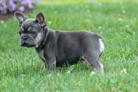 Edison, a male French Bulldog for sale in Fresno, OH – 5 of 10