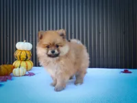  Max🐾, a male Pomeranian for sale in Fresno, OH – 9 of 10