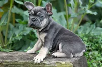 Edison, a male French Bulldog for sale in Fresno, OH – 6 of 10