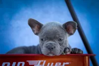 Quinn🐾, a male Frenchton for sale in Fresno, OH – 8 of 10