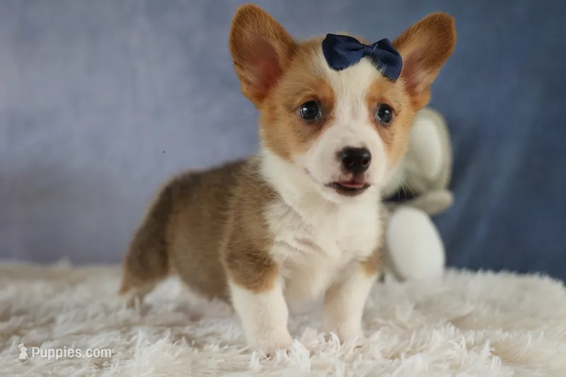 Zander 🐾 – Pembroke Welsh Corgi puppy for sale in Fresno, OH