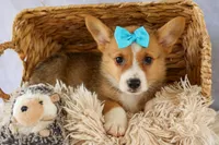 Yack 🐶, a male Pembroke Welsh Corgi for sale in Fresno, OH – 7 of 9
