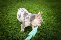  Spencer🐾🐶, a male French Bulldog for sale in Fresno, OH – 8 of 10