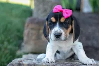 Cora 💖, a female Beagle for sale in Fresno, OH – 3 of 10