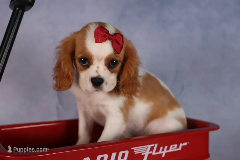 Nugget – Cavalier King Charles Spaniel puppy for sale in Fresno, OH