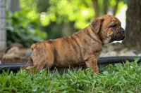 Avery ❤️, a male English Bulldog and Beagle for sale in Fresno, OH – 6 of 10
