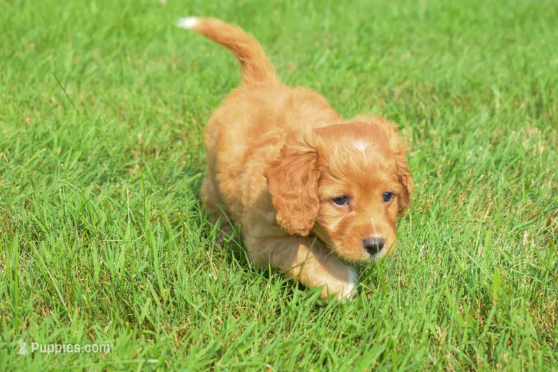 Sierra 💗🐾 – Maltipoo puppy for sale in Fresno, OH