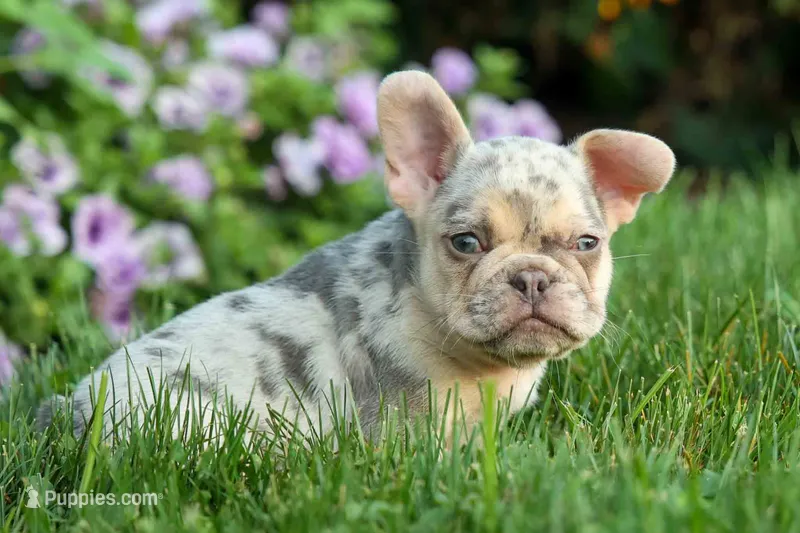  Spencer🐾🐶 – French Bulldog puppy for sale in Fresno, OH