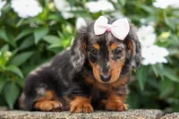 Hailey 🎀, a female Miniature Dachshund for sale in Fresno, OH – 7 of 10
