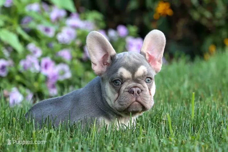   Stella 💕🐶 – French Bulldog puppy for sale in Fresno, OH