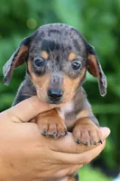   Zino🐾, a male Miniature Dachshund for sale in Fresno, OH – 9 of 9