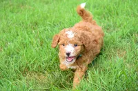 Scout 🐾, a male Maltipoo for sale in Fresno, OH – 3 of 7