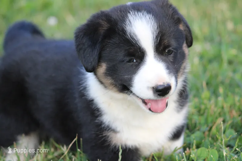 Jude🐶 – Australian Shepherd, Pembroke Welsh Corgi puppy for sale in Fresno, OH