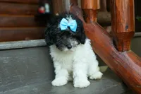 Remi 🩷, a female Cavapoo for sale in Fresno, OH – 8 of 10
