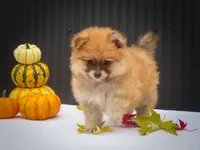 Milly💗, a female Pomeranian for sale in Fresno, OH – 4 of 10