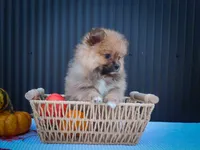 🐾 Meet Rambo — A Bouncy Little Ball of Fluff! 🐾, a male Pomeranian for sale in Fresno, OH – 4 of 10