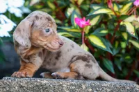   Zion🐶, a male Miniature Dachshund for sale in Fresno, OH – 3 of 9