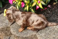 Ike💙, a male Miniature Dachshund for sale in Fresno, OH – 7 of 10