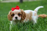 Nugget, a male Cavalier King Charles Spaniel for sale in Fresno, OH – 8 of 10