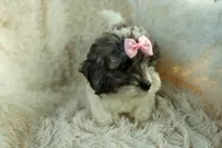 Rain🌸🐾, a female Cavapoo for sale in Fresno, OH – 9 of 10