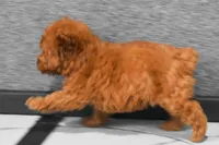 Loise, a female Poodle - Miniature  for sale in Fresno, OH – 4 of 10