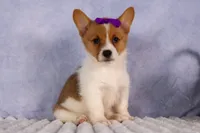 Bambi, a female Pembroke Welsh Corgi for sale in Fresno, OH – 6 of 10